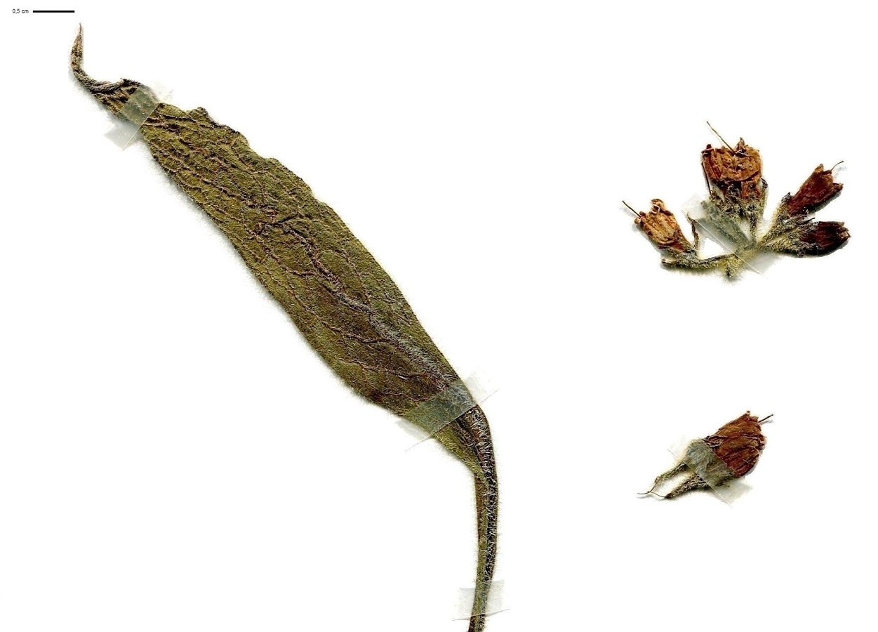 Symphytum officinale subsp. officinale (Boraginaceae)